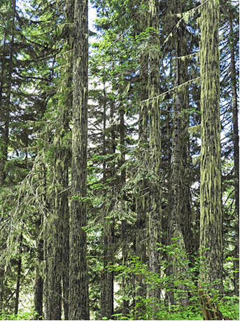 trunks with lichen small graphic